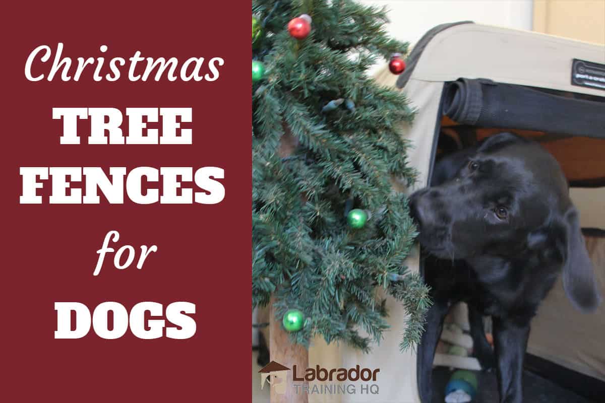 are christmas trees poisonous to cats and dogs