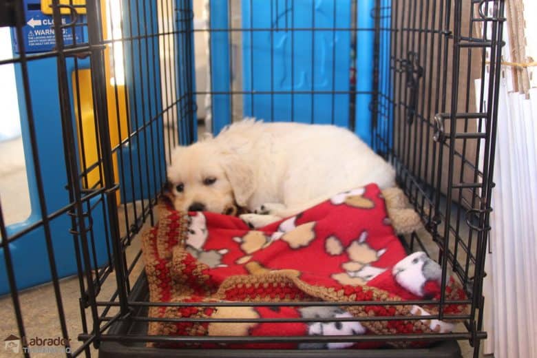 where to put a puppy crate at night