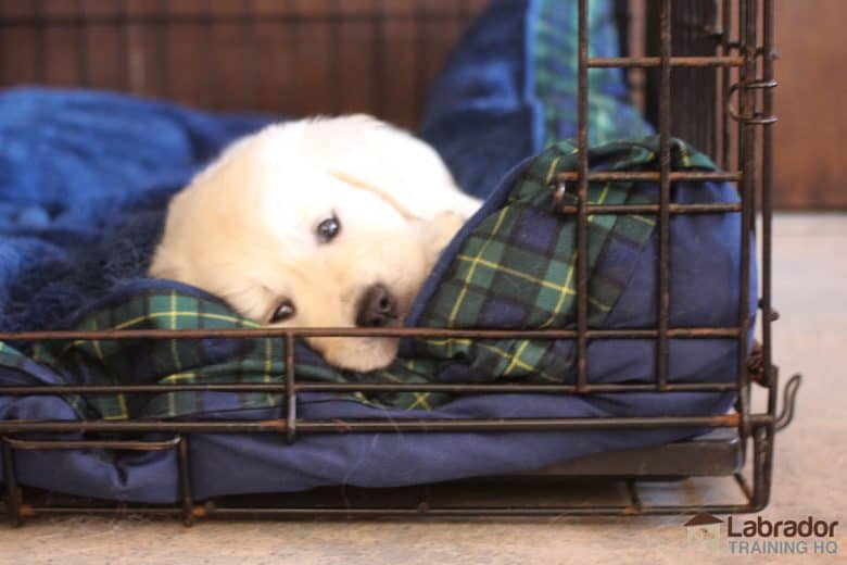 can a puppy sleep in a crate all night