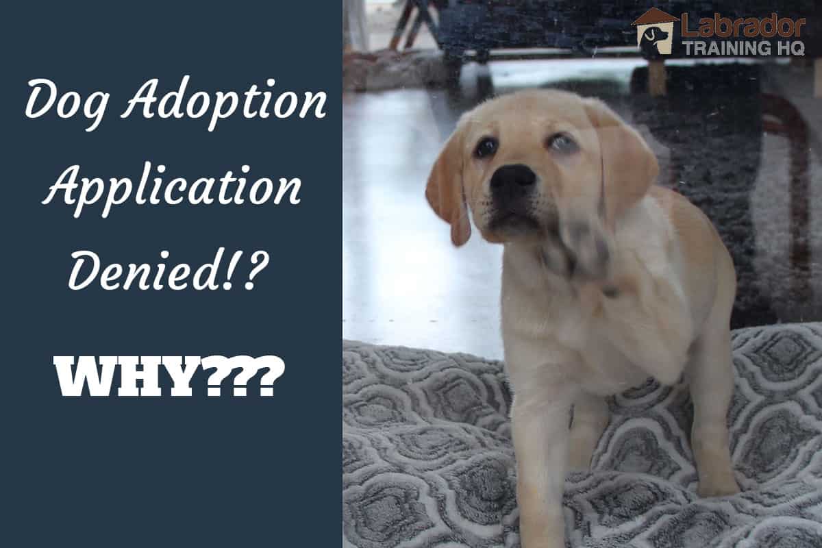 Dog Adoption Application Denied – Why You Can't Adopt A Dog?