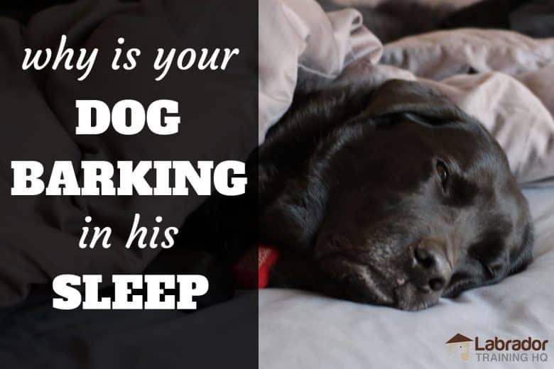 what happens if a dog eats a sleeping pill