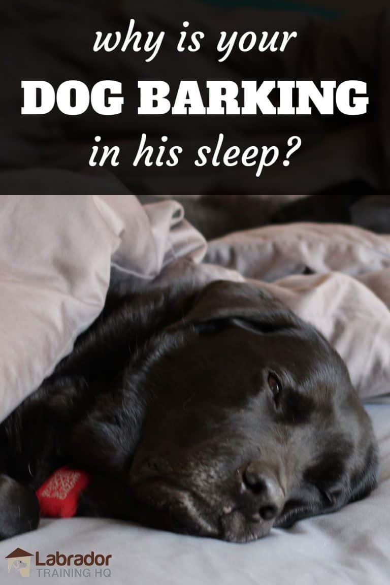 Why Is Your Dog Barking In Their Sleep?