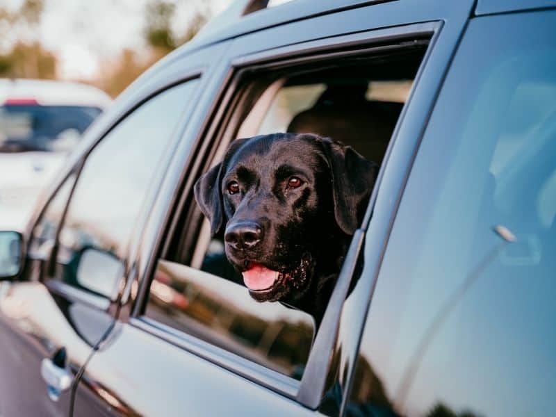 How Long Can A Dog Ride In A Car