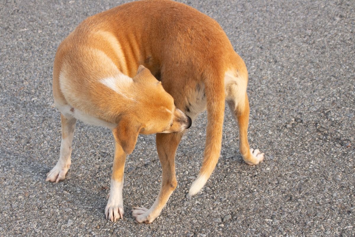 why does my dog walk around in circles before lying down