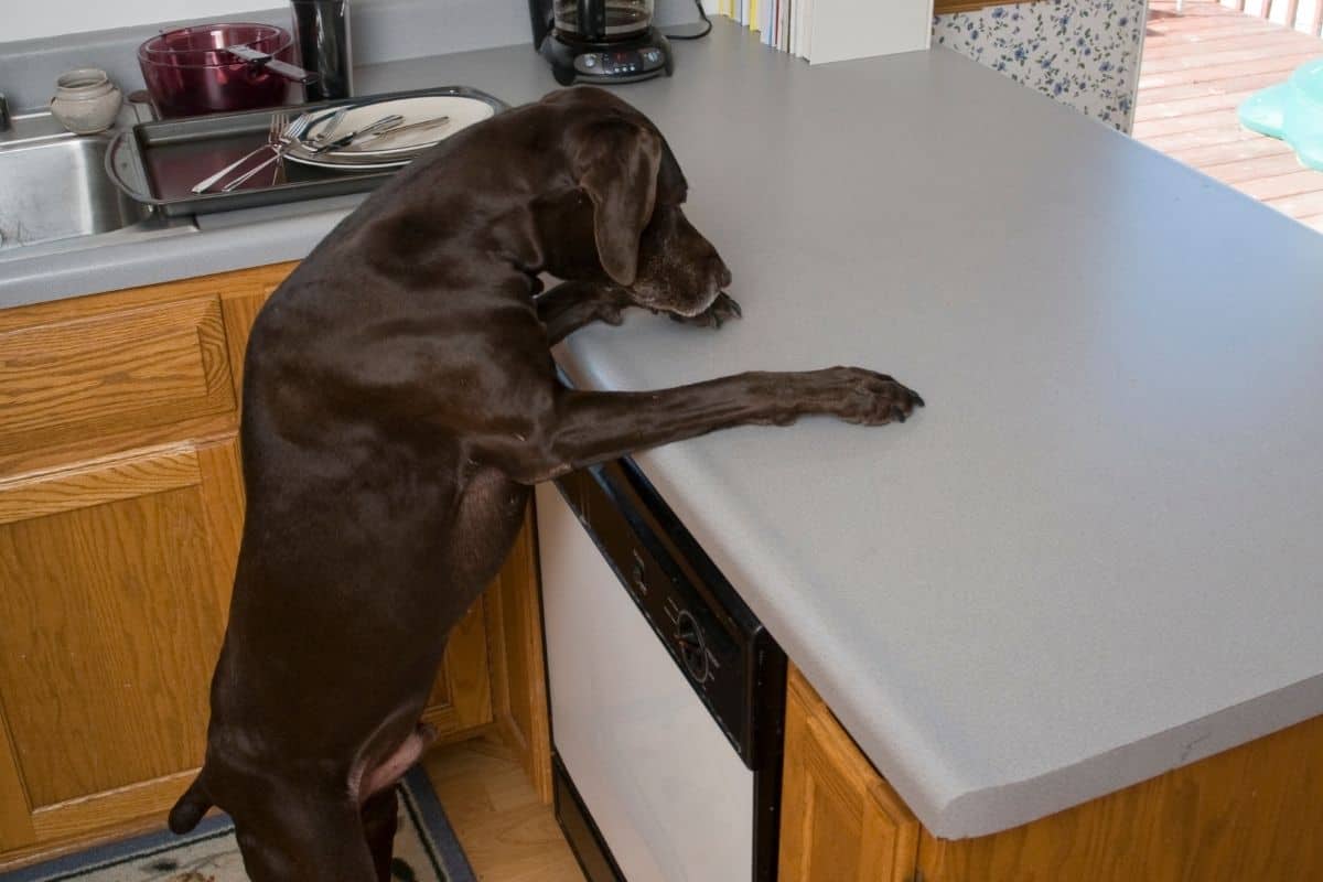 how do you get a dog to stop jumping on counters