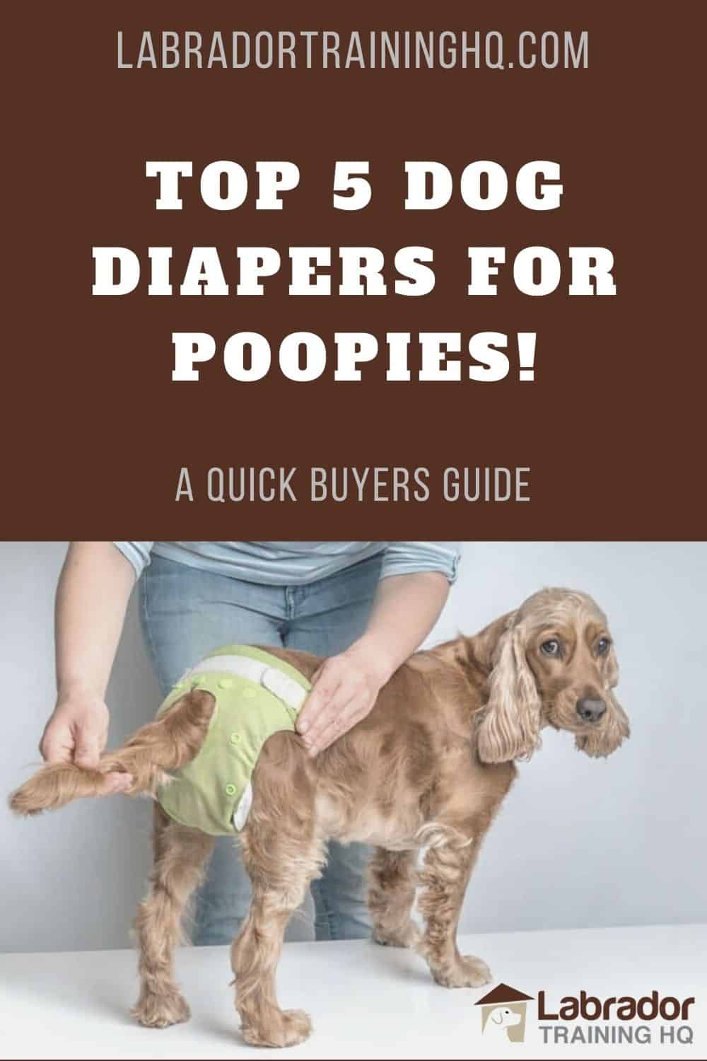 How To Use Dog Diapers And The Top 5 Dog Diapers For Poop Life Dog