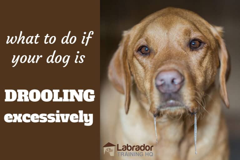 What To Do If Your Dog Is Drooling Excessively LabradorTrainingHQ