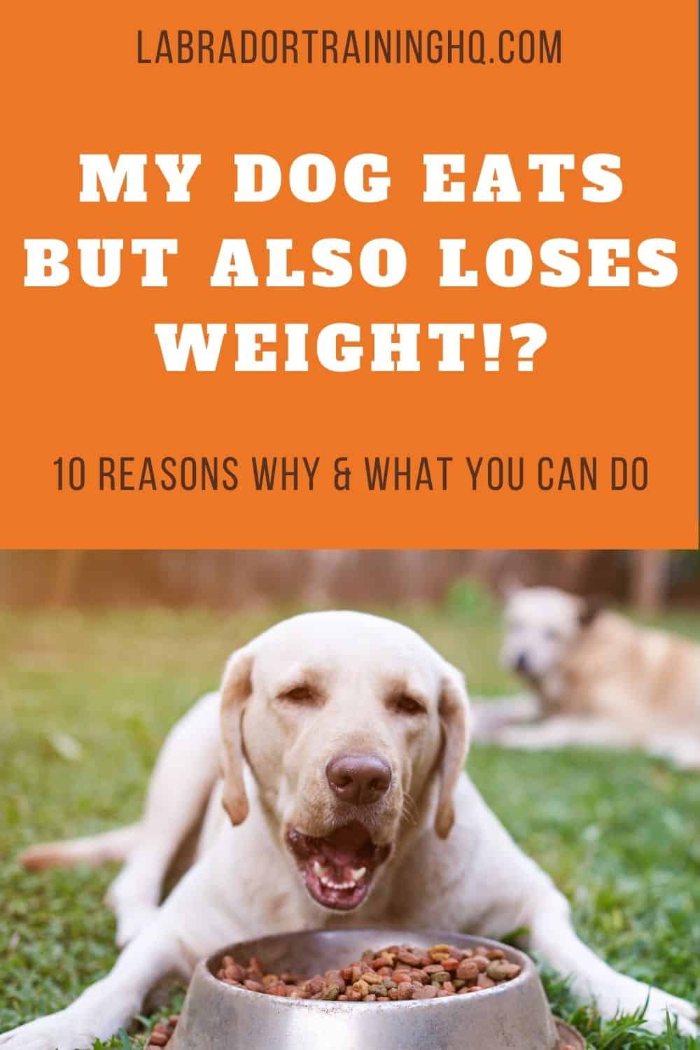 10 Reasons Why Your Dog Is Losing Weight But Eating 10-reasons-why-your-dog-is-losing-weight-but-eating