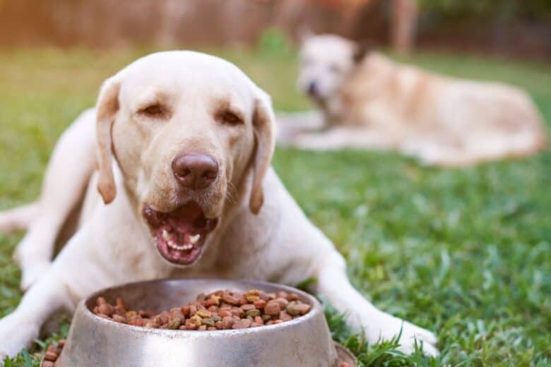 Yellow Labrador Retriever eating his bowl of food.