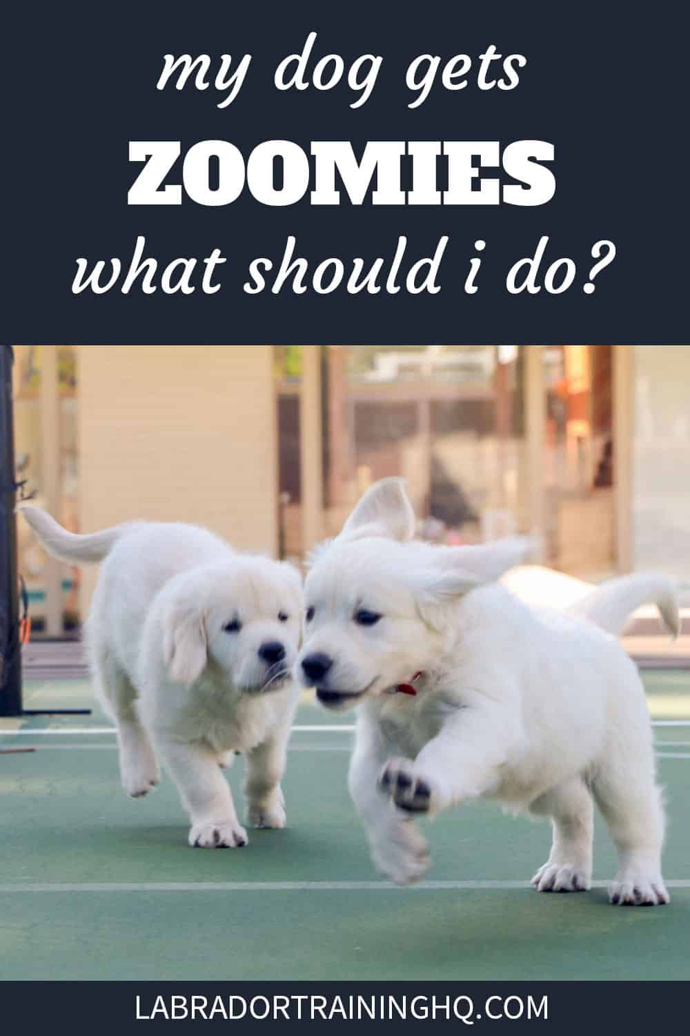 My Dog Gets Zoomies! What Should I Do? Life Dog