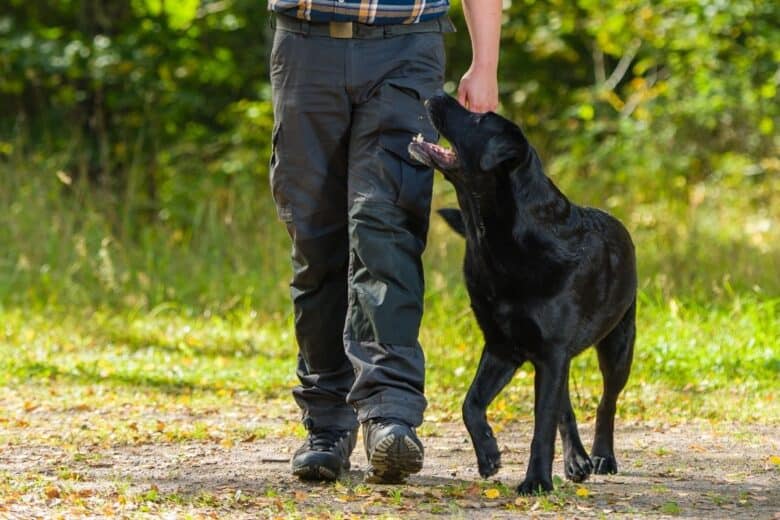 teaching attention heeling
