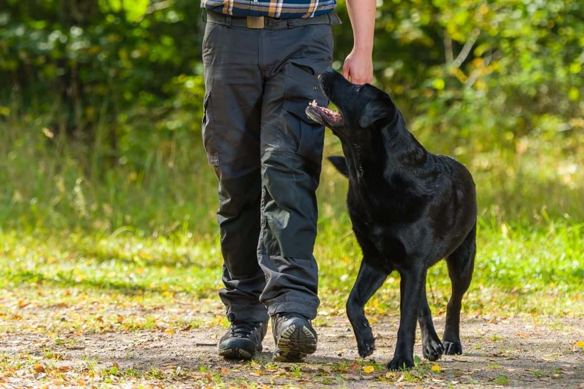 What Does &quot;Heel&quot; Mean When Training Your Dog? - LabradorTrainingHQ