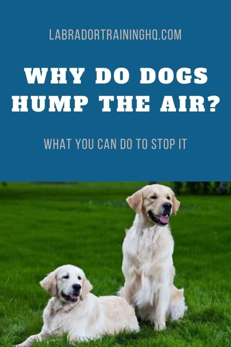 Why Your Dog Is Humping The Air (& Everything Else) Life Dog