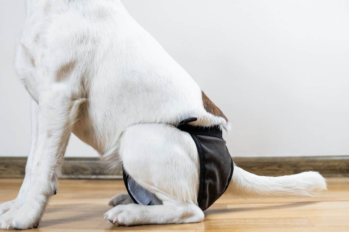 how to help dogs with incontinence