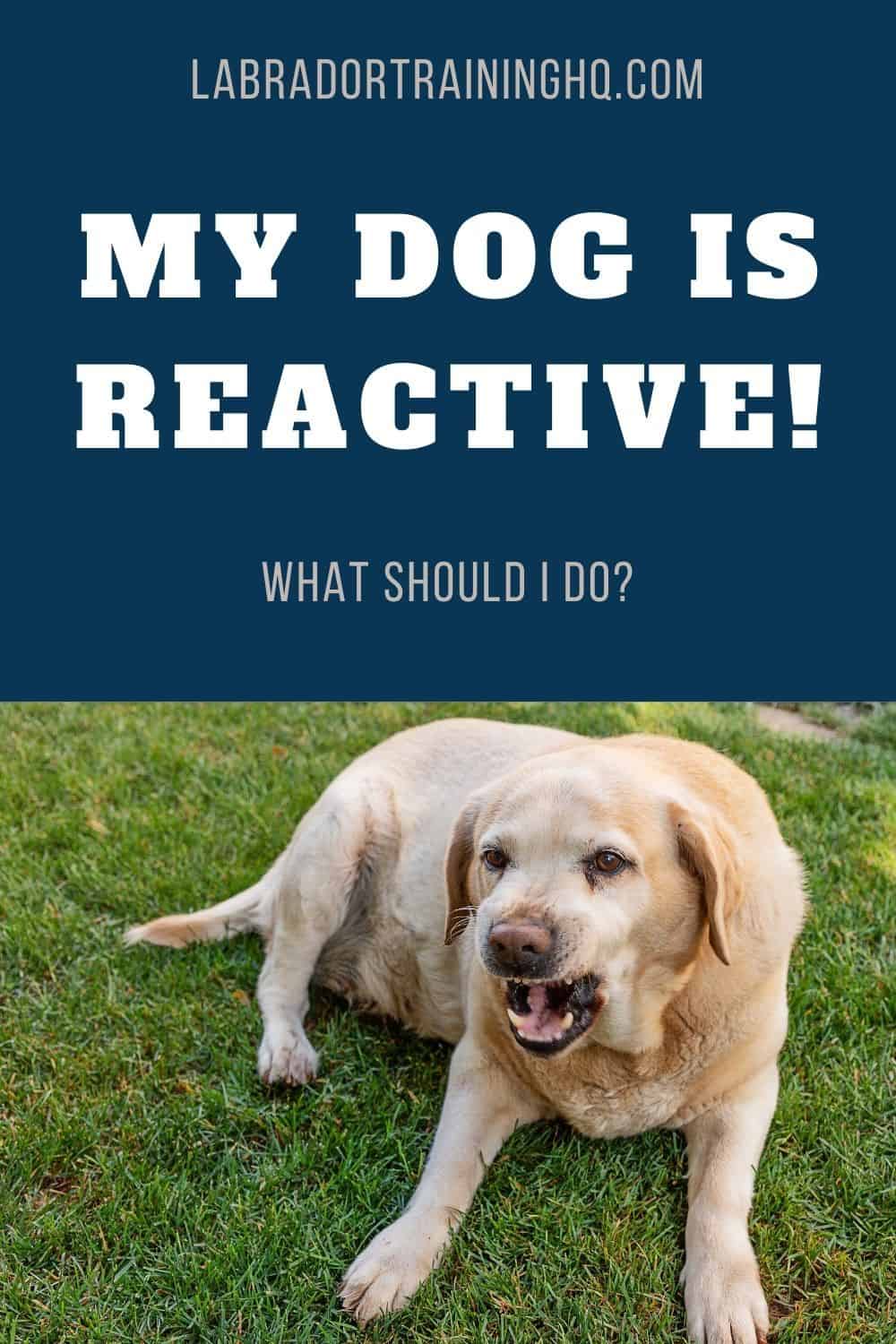 My Dog’s Reactive! What Should I Do? Life Dog