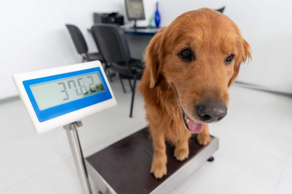 can anxiety cause weight loss in dogs