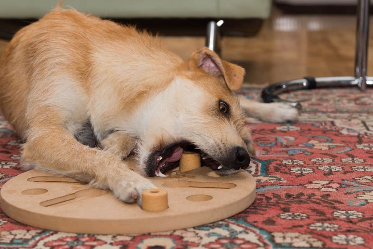 These Pet Tech Products Will Keep Your Dog Happy and Busy While