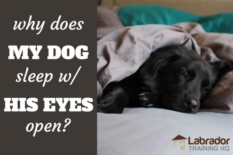 Why Does My Dog Sleep With His Eyes Open? LabradorTrainingHQ