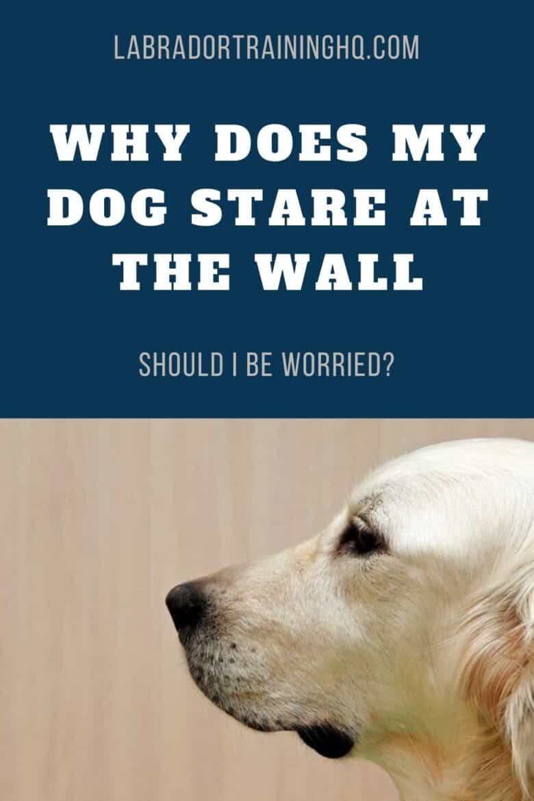 Why Does My Dog Stare At The Wall? Life Dog