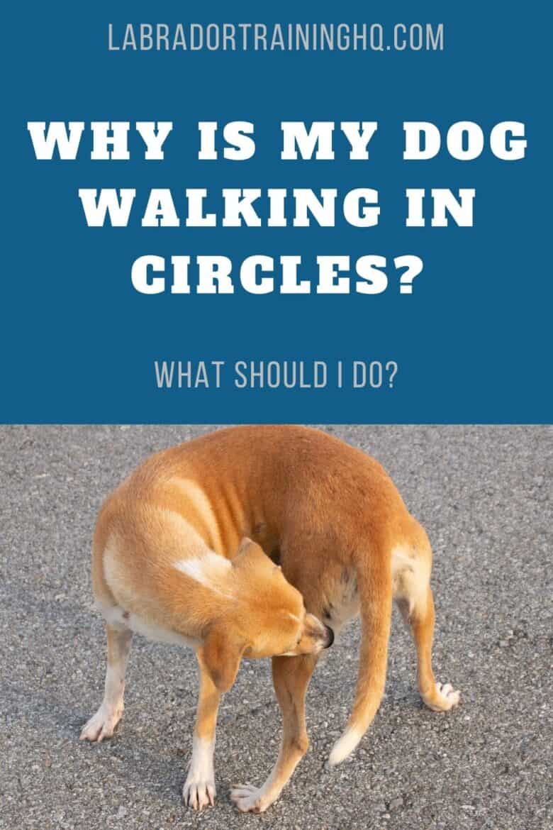 Why Is My Dog Walking In Circles What To Do About It