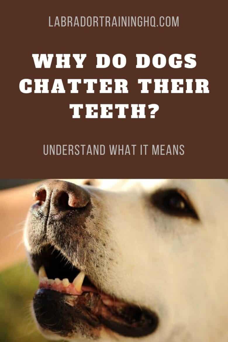 Why Do Dogs Chatter Their Teeth Understand What It Means