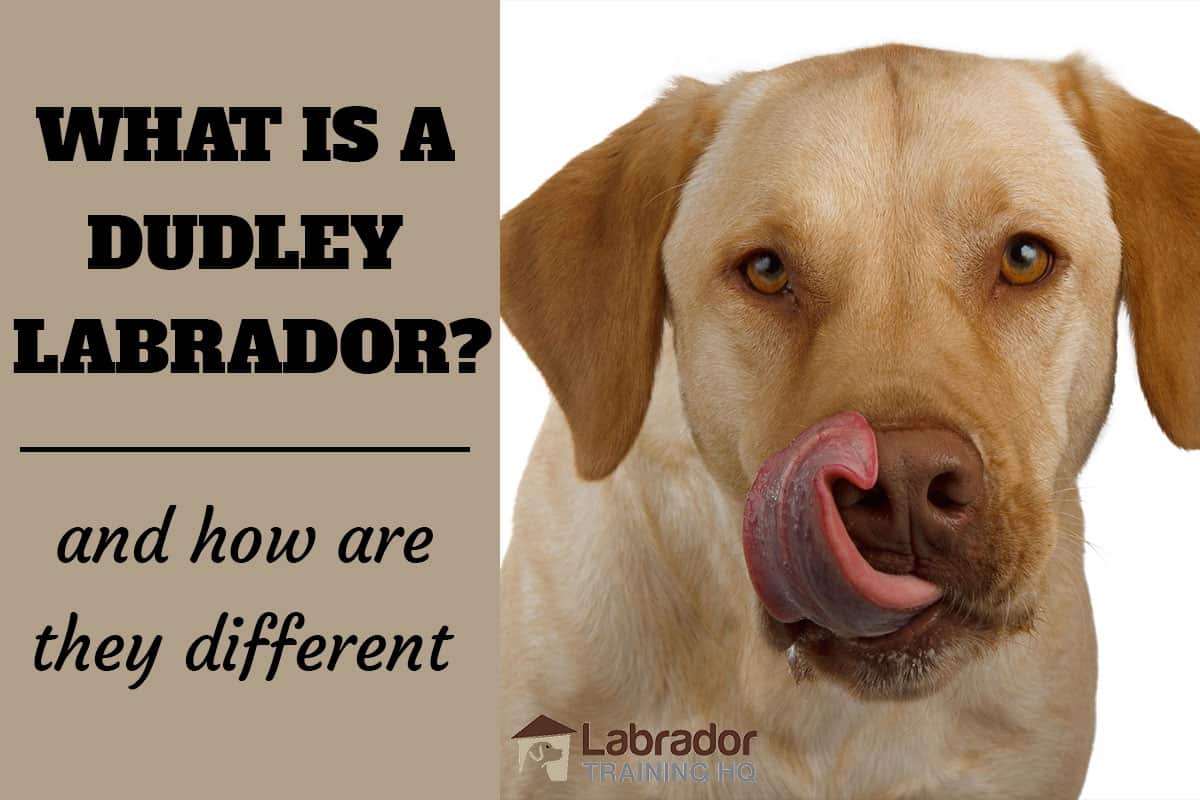 dudley yellow labrador