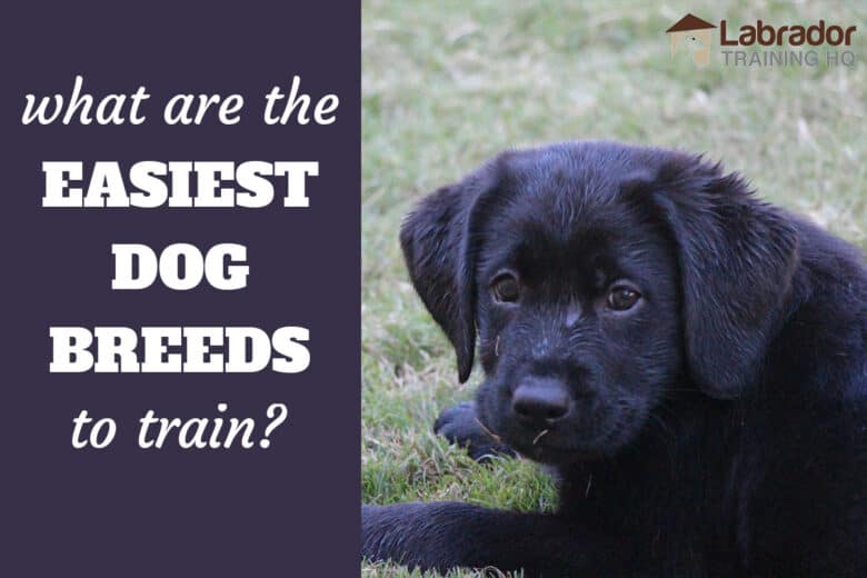 what is the easiest dog to train