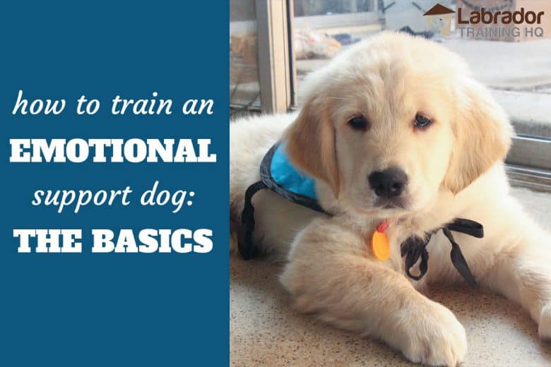How To Train An Emotional Support Dog 