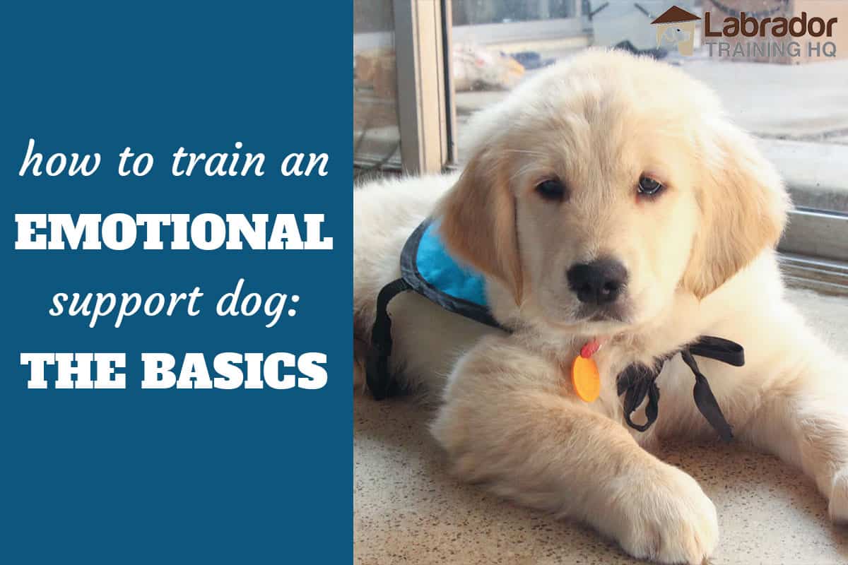 How To Train An Emotional Support Dog The Basics