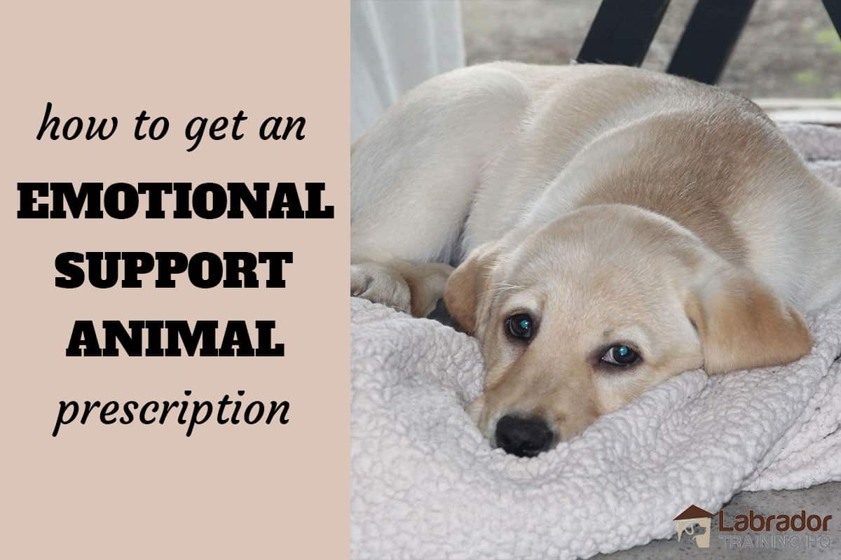 How To Get An Emotional Support Animal Prescription - LabradorTrainingHQ