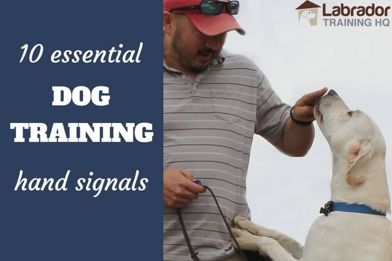heel in dog commands