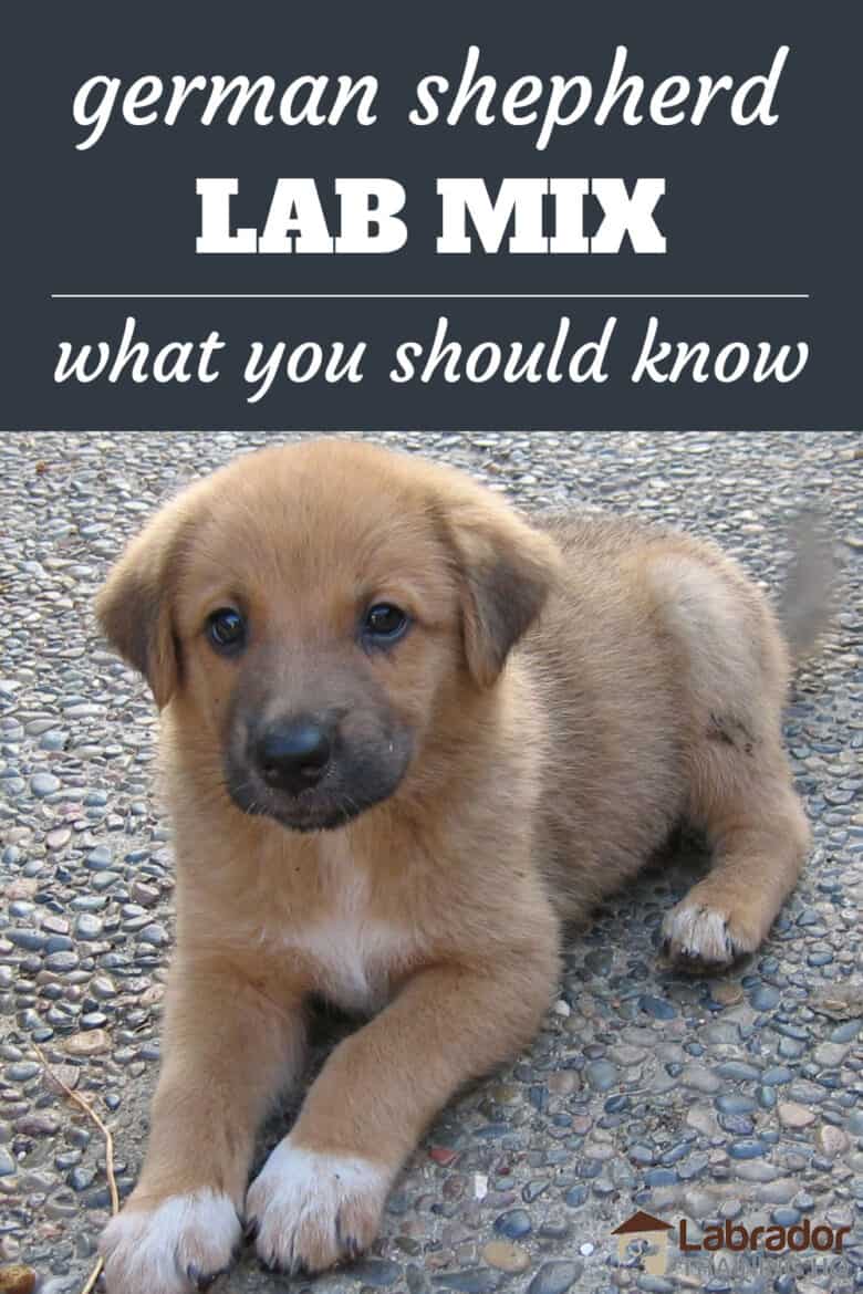 german shepherd puppies mixed with lab