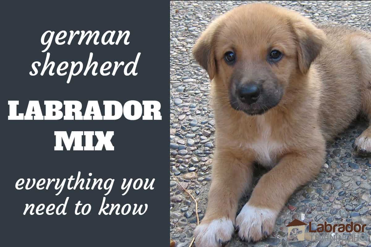How To Care For A German Shepherd Lab Mix - Wallpaper