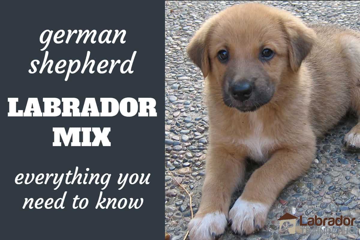 til eksil mandskab Minde om Everything You Need To Know About German Shepherd Lab Mix Dogs -  LabradorTrainingHQ