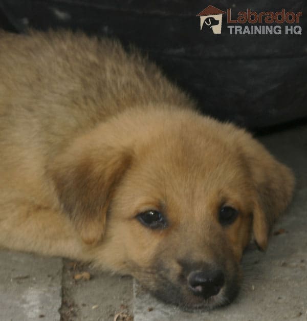 german shepherd lab mix size