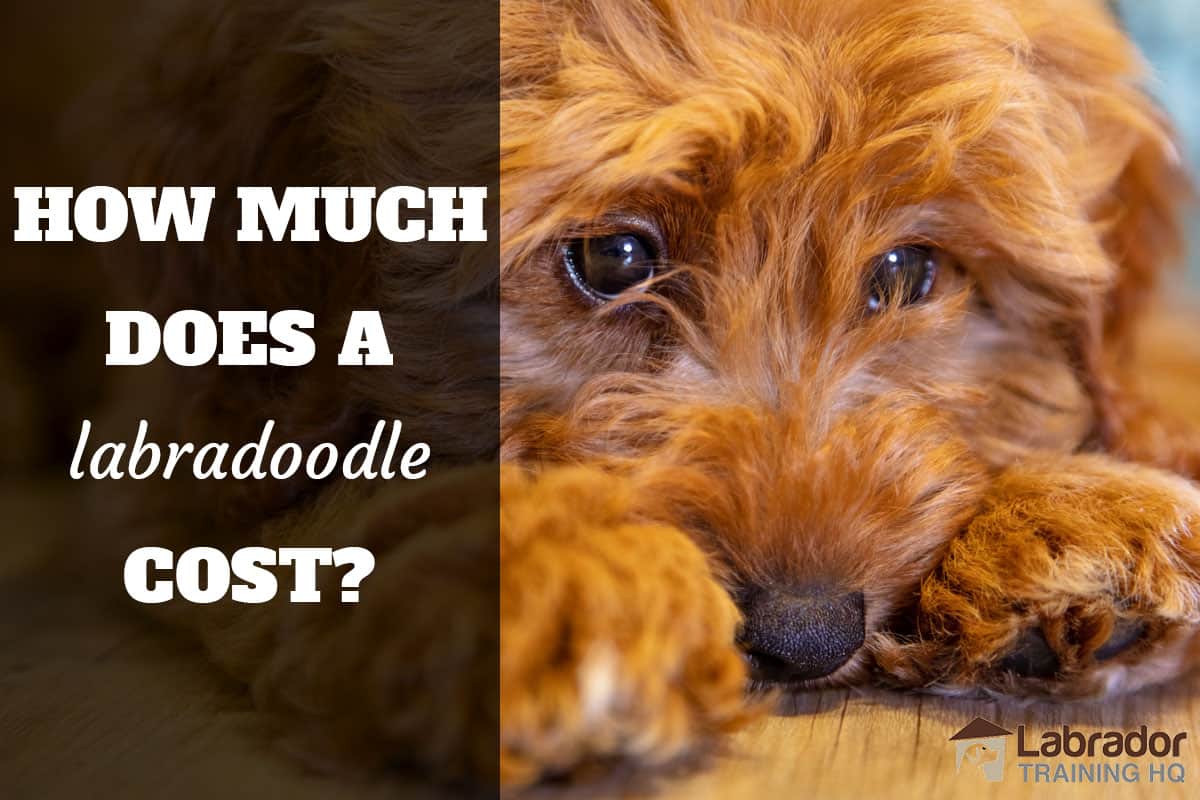 How Much Does A Labradoodle Cost?