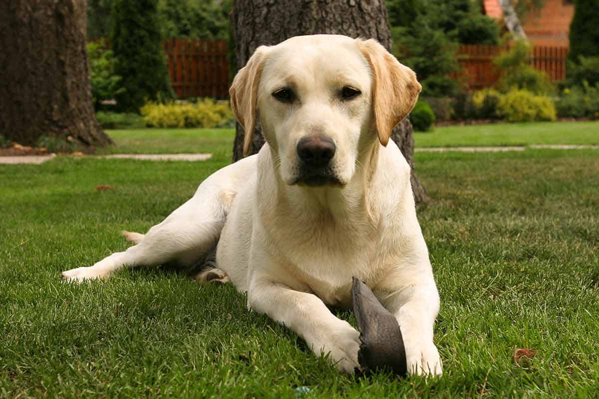 what age do female labradors stop growing