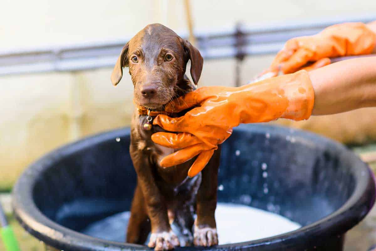 can 1 month old puppy take a bath