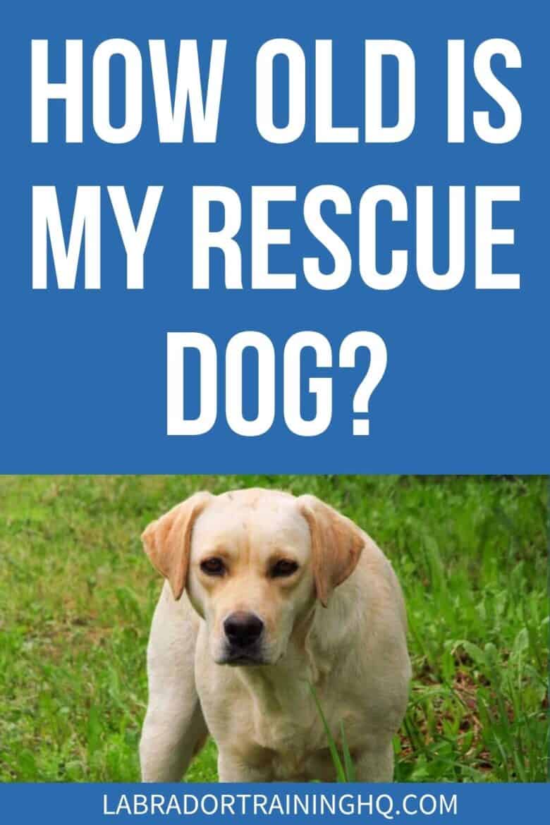 How Old Is My Rescue Dog? - Yellow Lab standing in a grass field - When you adopt a dog from a rescue, it is not always clear exactly how old they are. How can you estimate the age of a dog that you adopt from a shelter?
