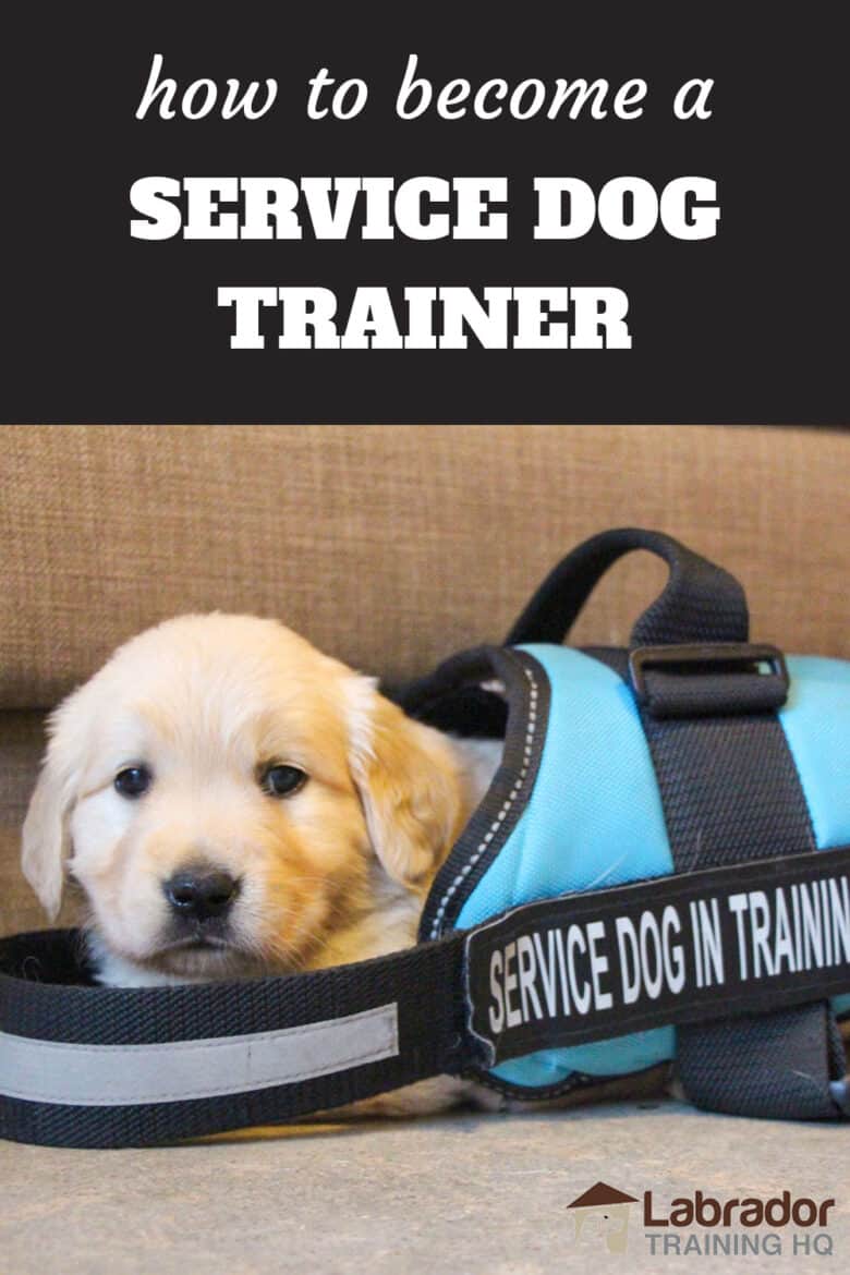 Wie man ein Servicehundetrainer wird - Golden Retriever-Welpe, der einen Servicehund in einer Trainingsjacke trägt, die für ihn viel zu groß ist.'s way to big for him.