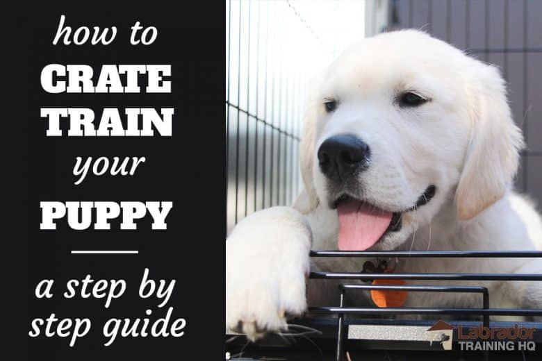 crate training a puppy for potty training