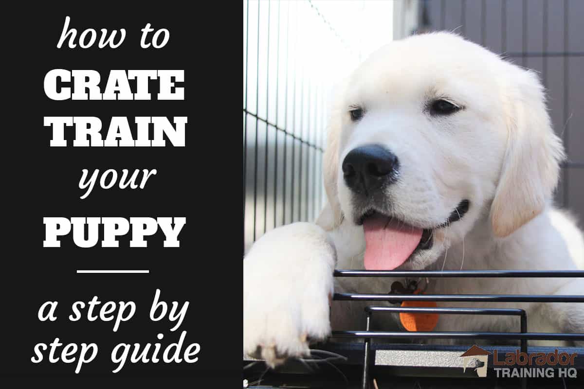 how to get your puppy to like his crate