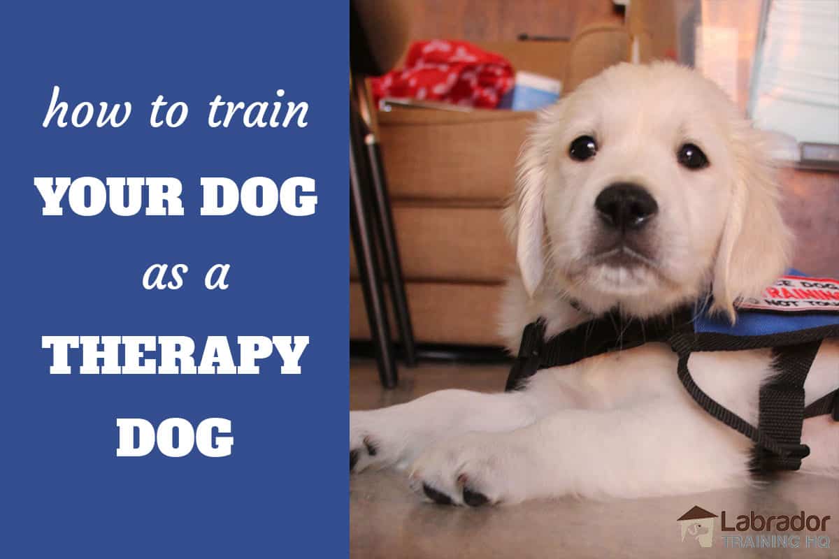 How Long Does It Take to Train a Therapy Dog: Unveiling the Time Investment