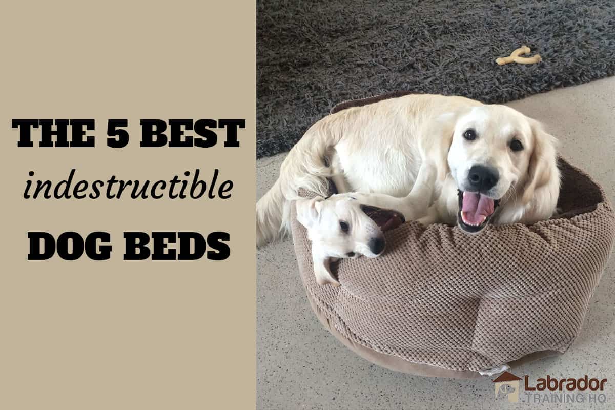 dog beds for destructive dogs