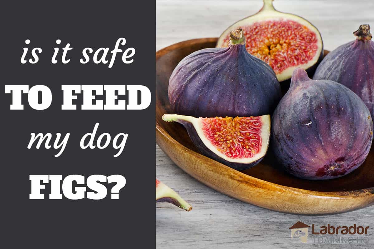 are fresh figs good for dogs