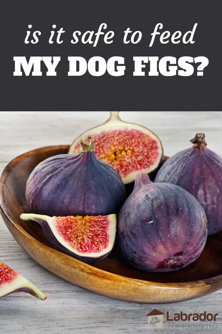 Is It Safe To Feed My Dog Figs?