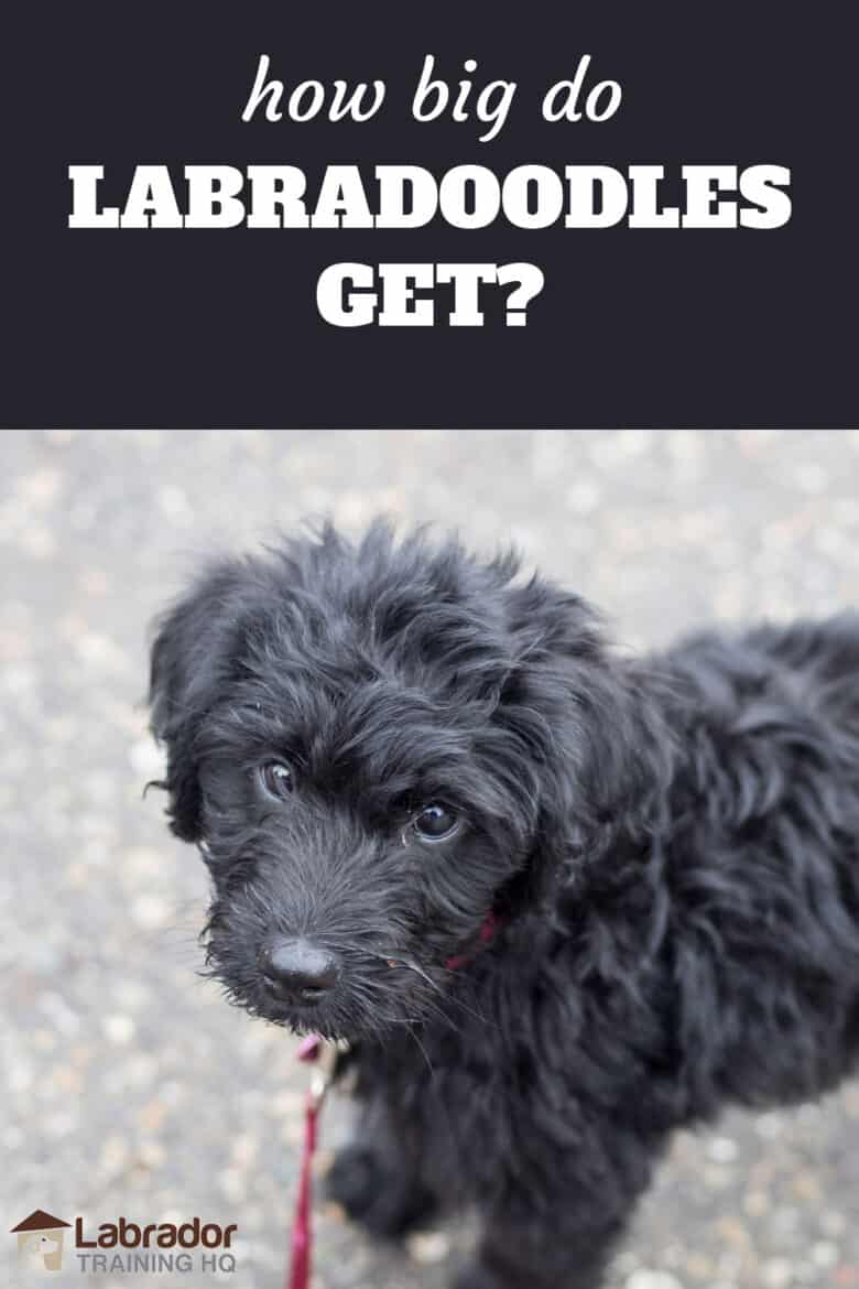 Quanto diventano grandi i labradoodle? - Cucciolo di Labradoodle nero che guarda indietro verso la telecamera