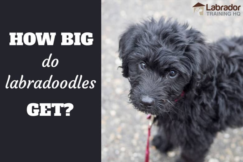 Wie groß werden Hunde Labradoodles? - Schwarzer Labradoodle stehend mit Blick in Richtung Kamera.