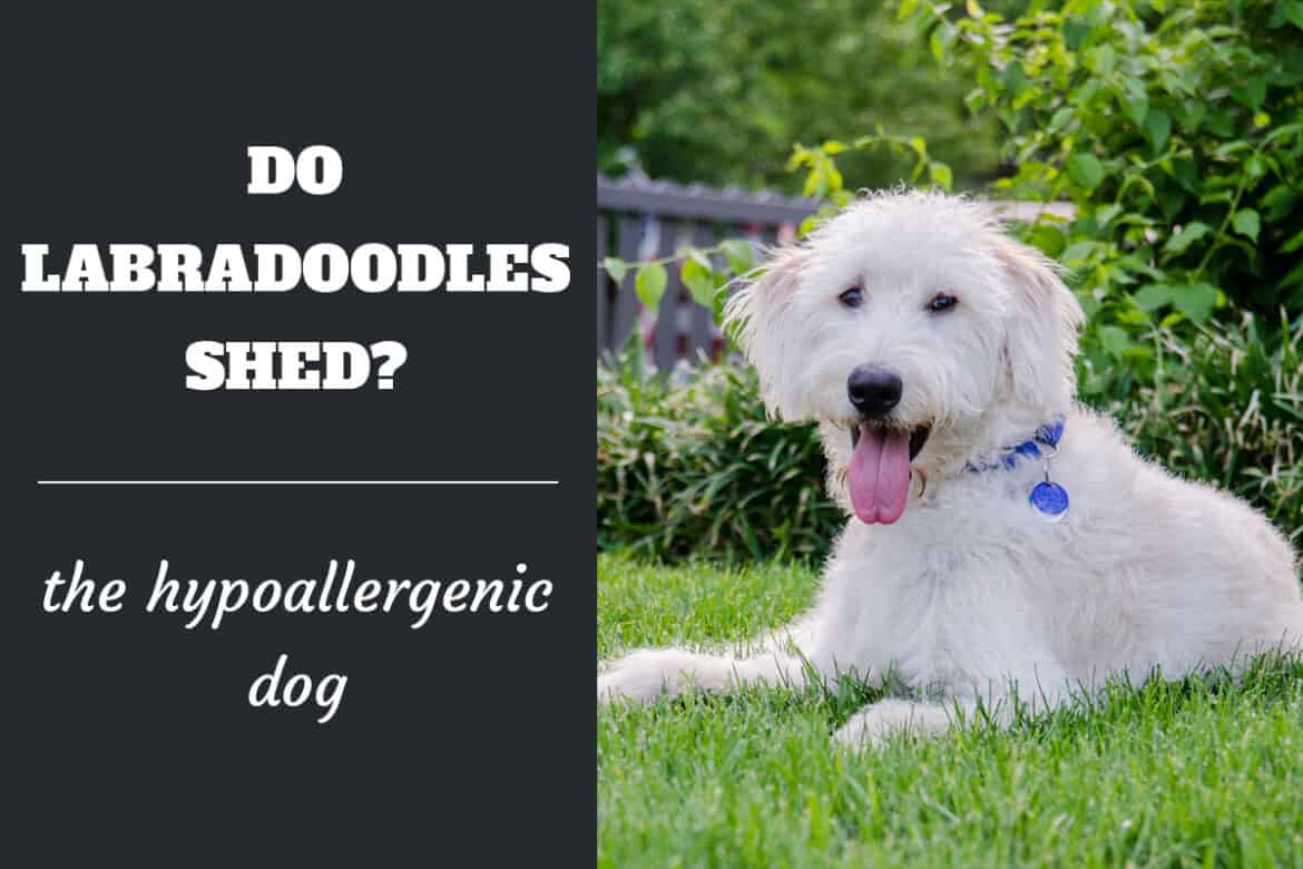 Do Labradoodles Shed? Are They Hypoallergenic Dogs? LabradorTrainingHQ