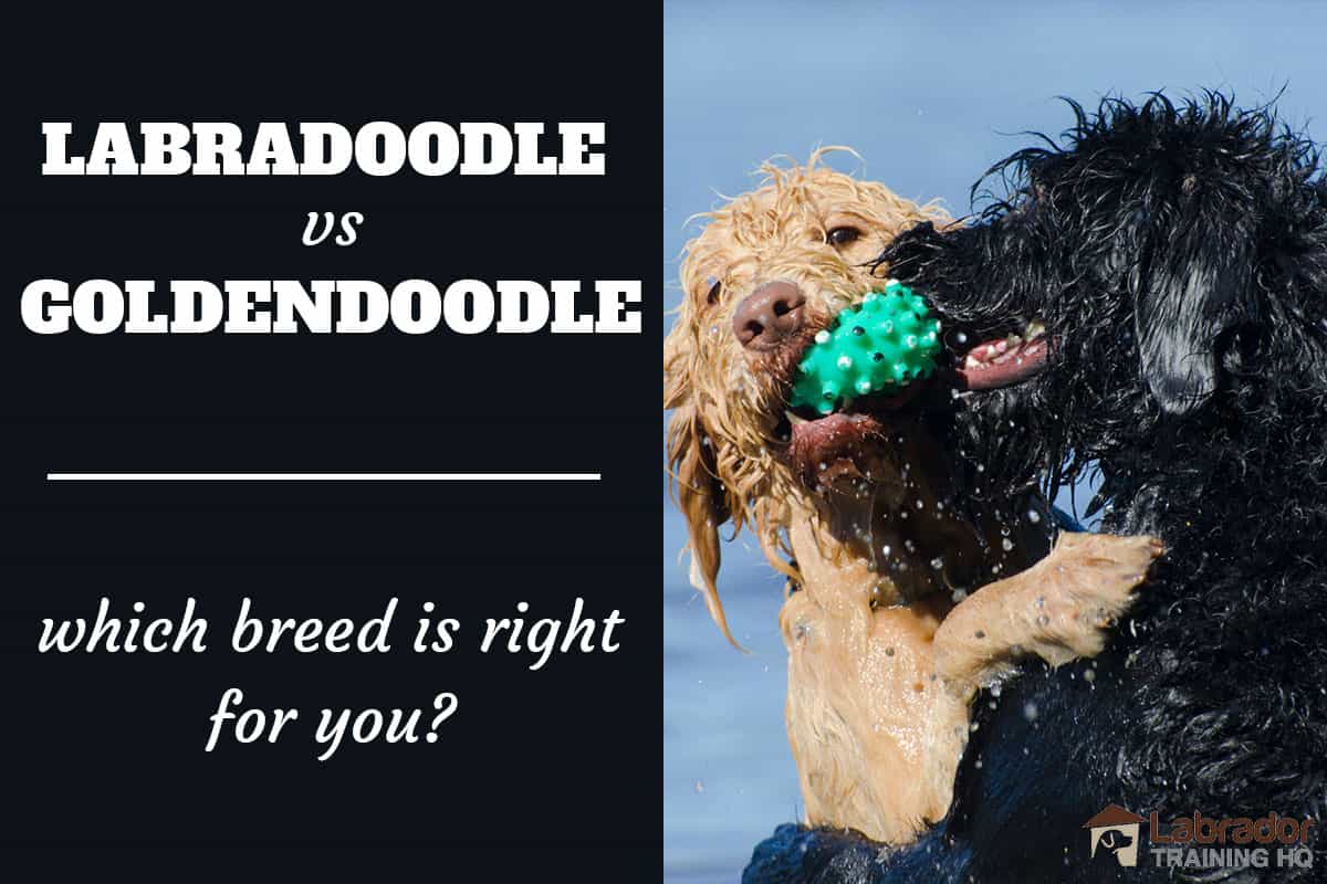 mandat nøjagtigt Sanselig Labradoodle vs Goldendoodle: Which Breed Is Right For You?